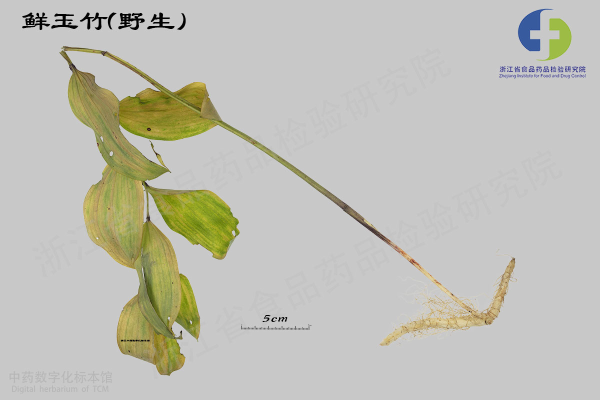 玉竹 野生 资料图
