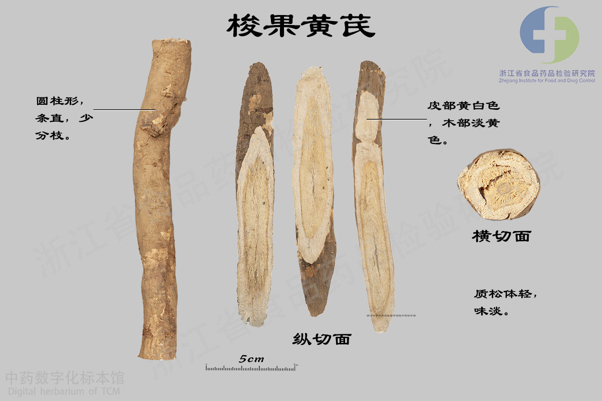黄芪 梭果黄芪 资料图