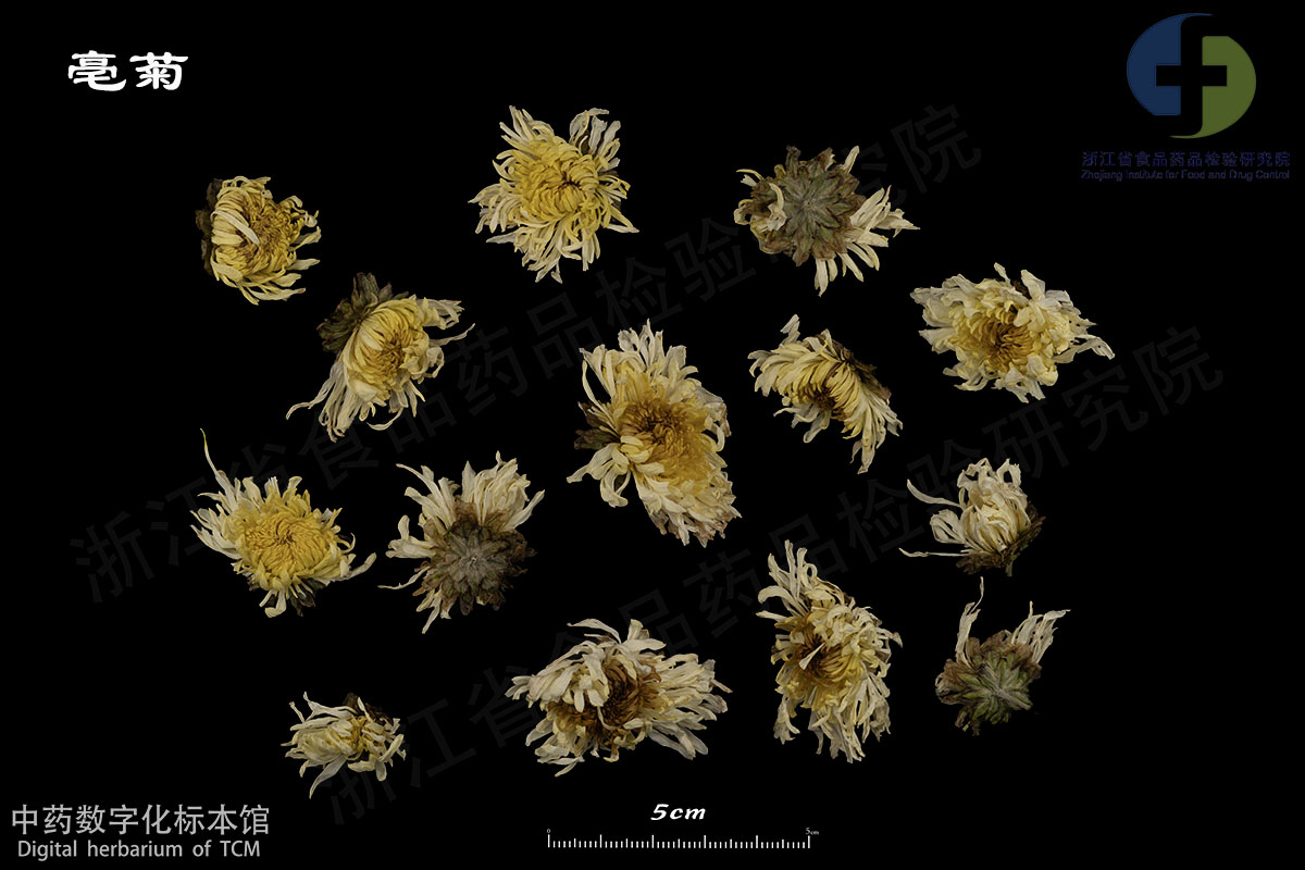 1702948639774003896.jpg 菊花 亳菊 资料图