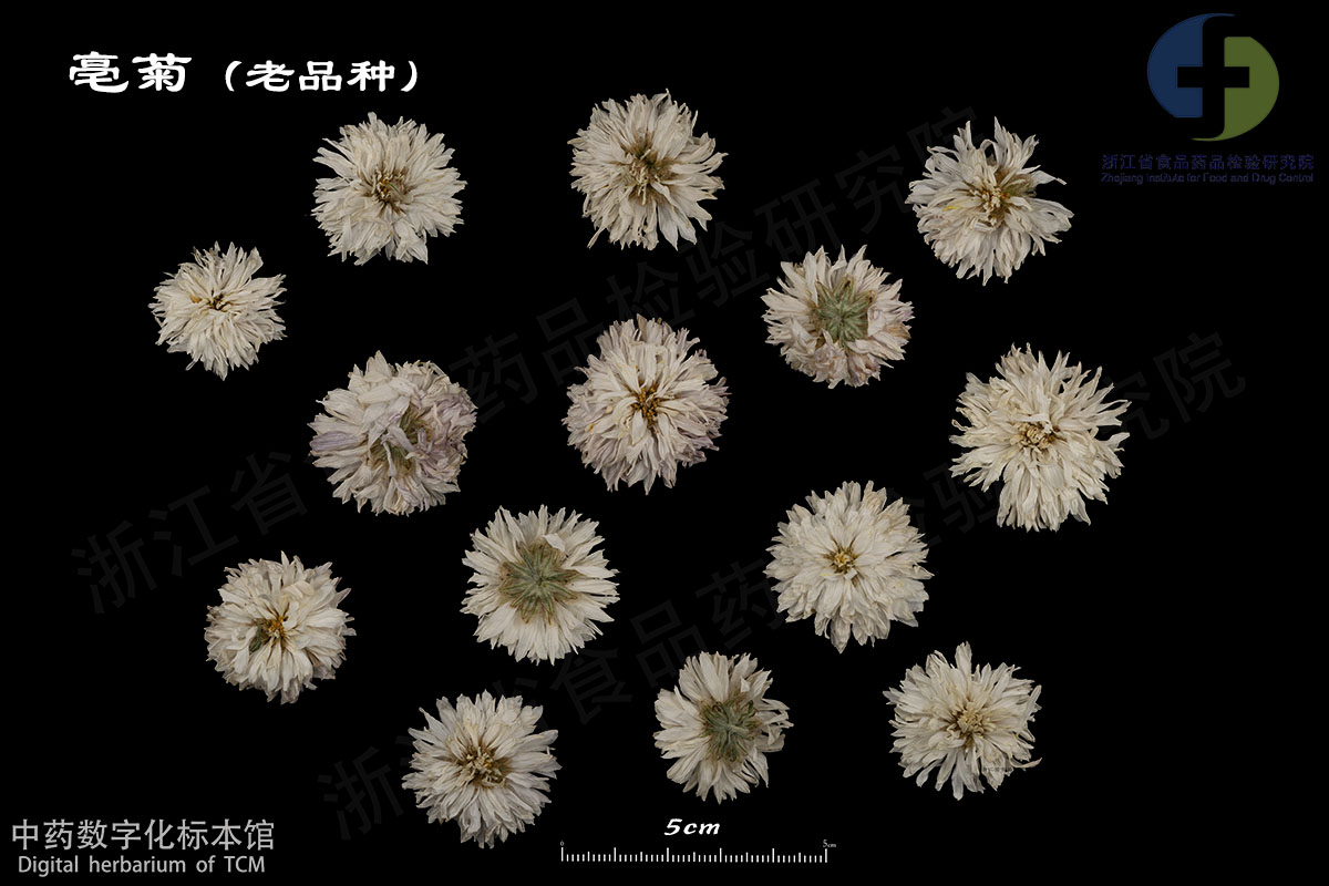 1702949629408018799.jpg 菊花 亳菊 资料图