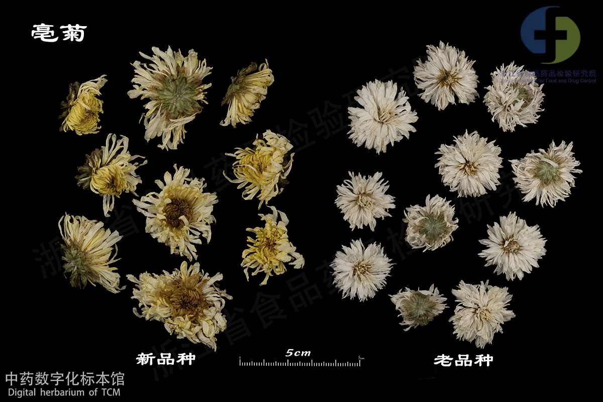1702950867459076338.jpg 菊花 亳菊 资料图