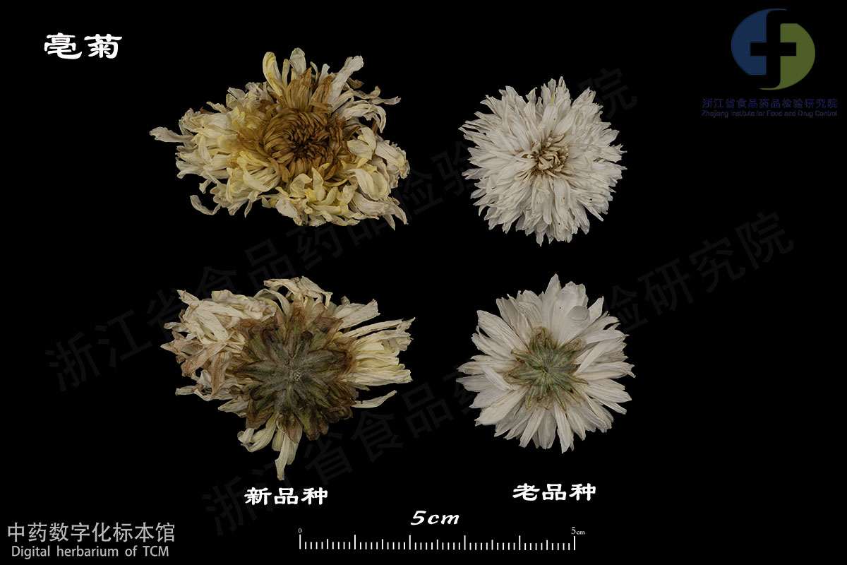 1702951887472023615.jpg 菊花 亳菊 资料图