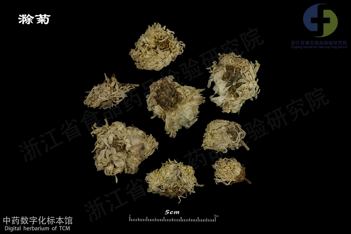 1702954962321042830.jpg 菊花 滁菊 资料图