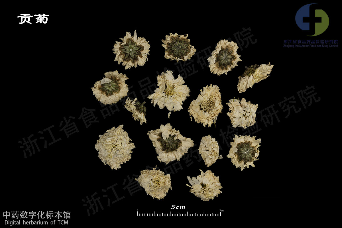 1702955919488015029.jpg 菊花 贡菊 资料图