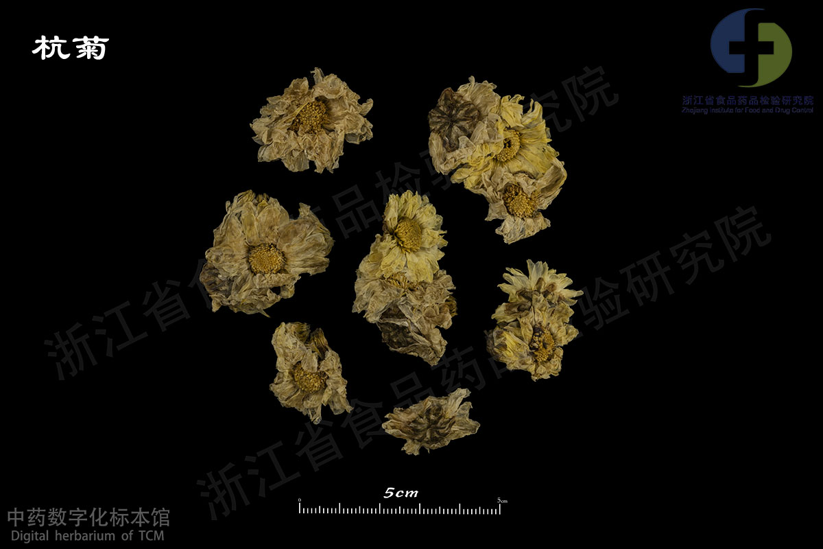 1702956085931093885.jpg 菊花 杭菊 资料图