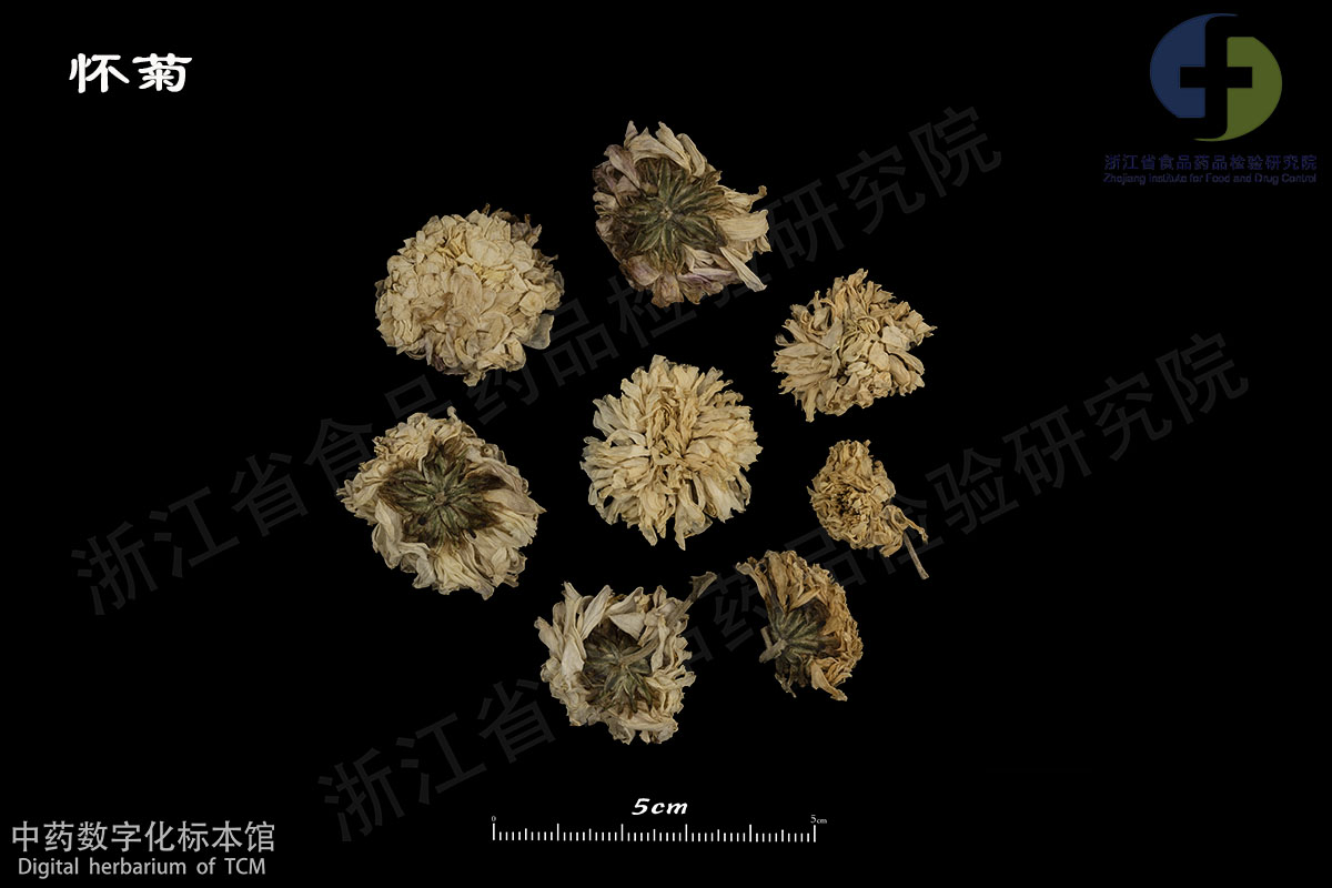 1702962862631089429.jpg 菊花 怀菊 资料图