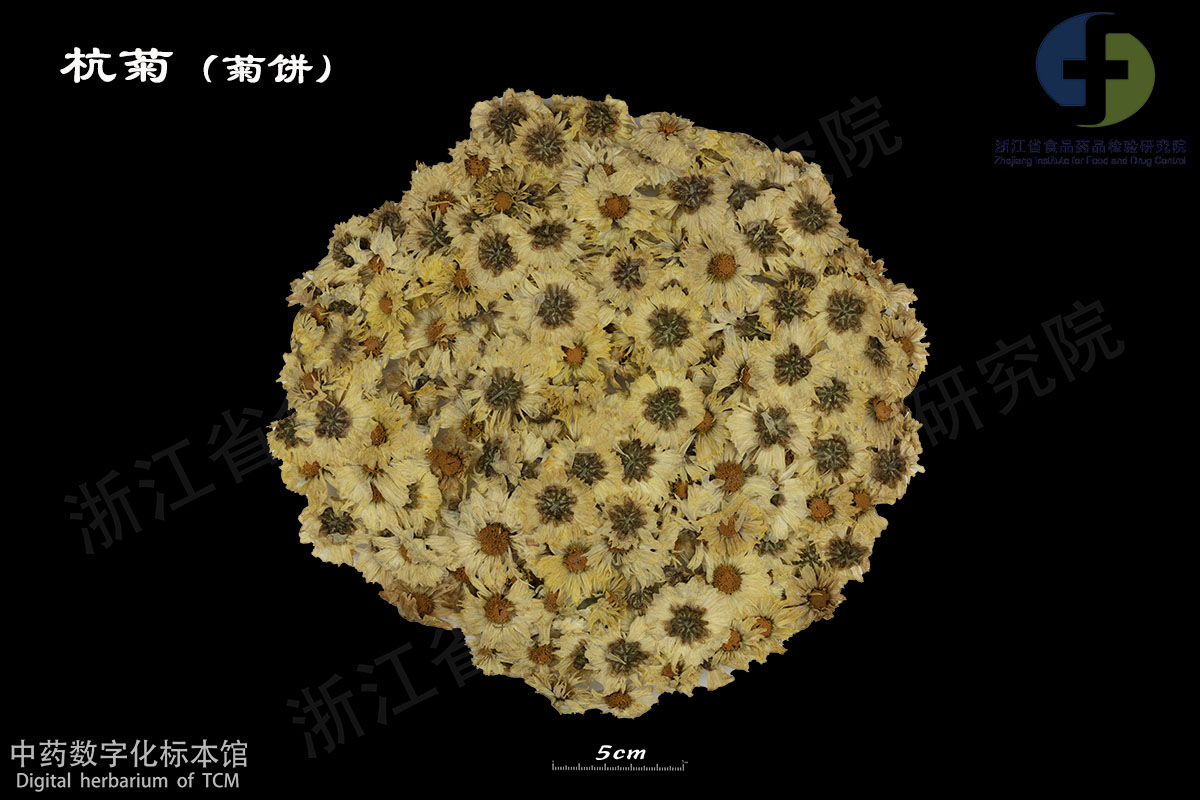 1702963209578046473.jpg 菊花 杭菊 资料图