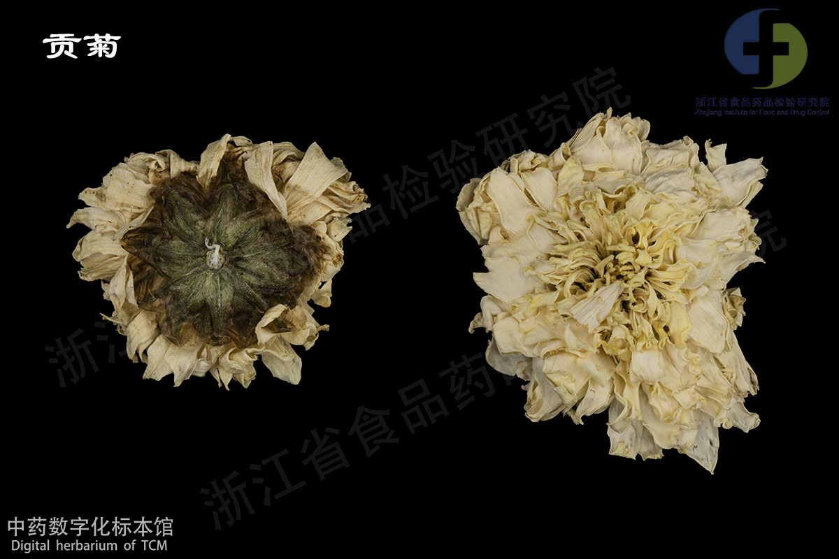 1703038161577023292.jpg 菊花 贡菊 资料图