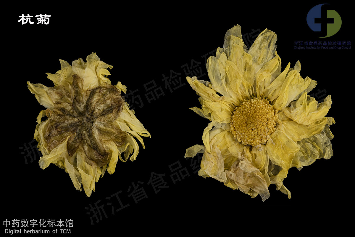 1703038538915042365.jpg 菊花 杭菊 资料图
