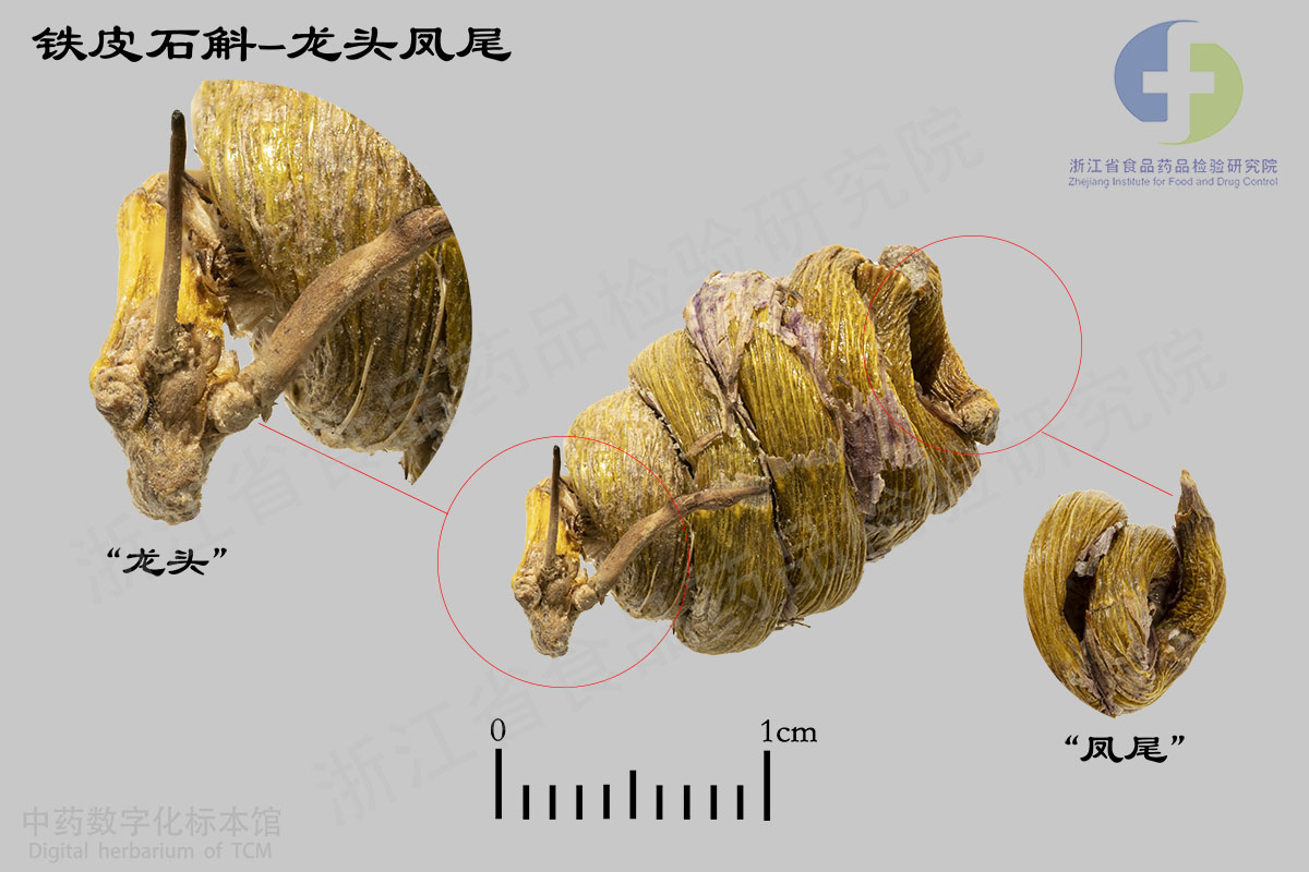 铁皮石斛 铁皮石斛-龙头凤尾 资料图