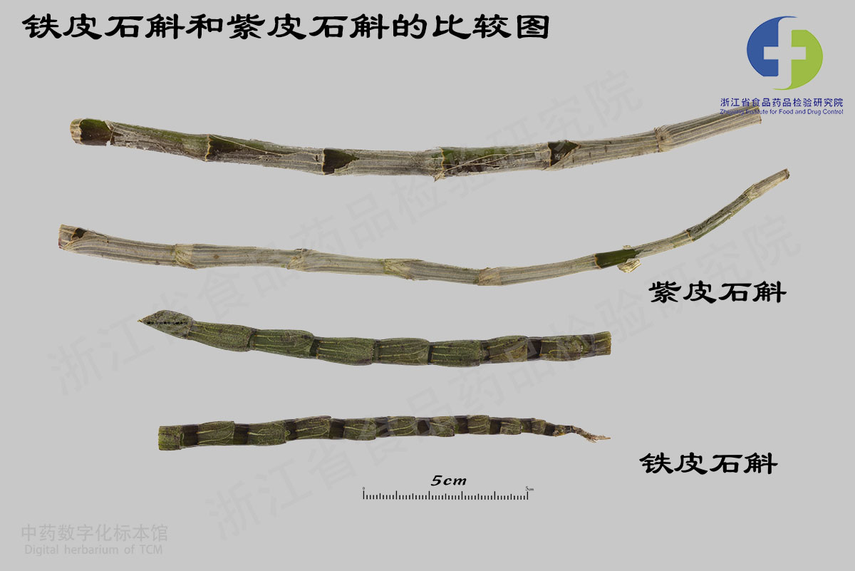 铁皮石斛 紫皮石斛 资料图