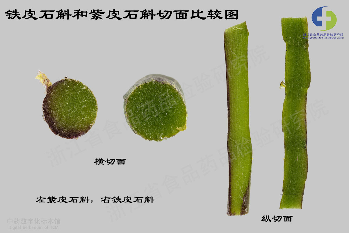铁皮石斛 紫皮石斛 资料图