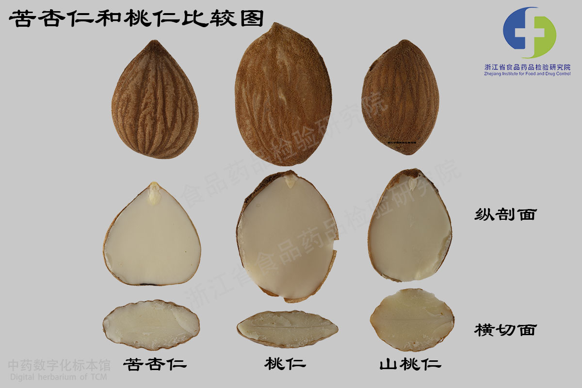 桃仁 苦杏仁 资料图