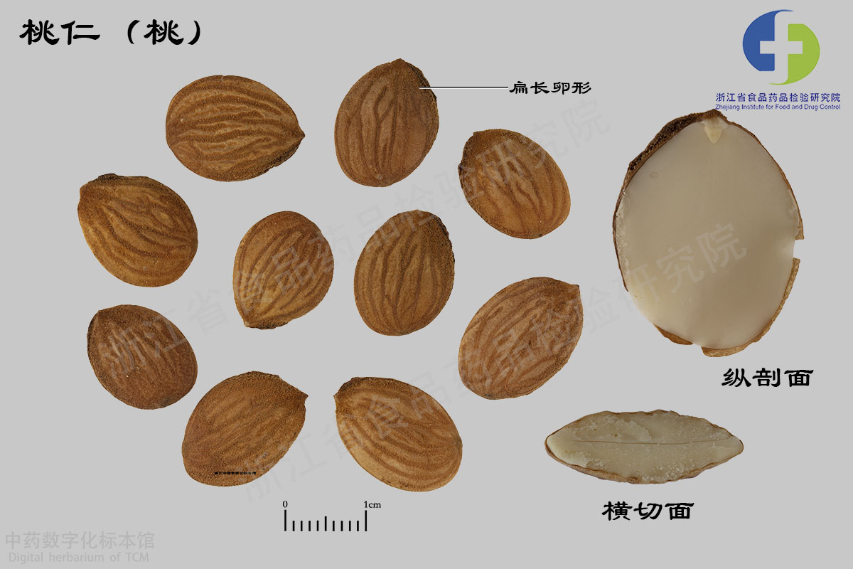 桃仁 桃仁（桃） 资料图