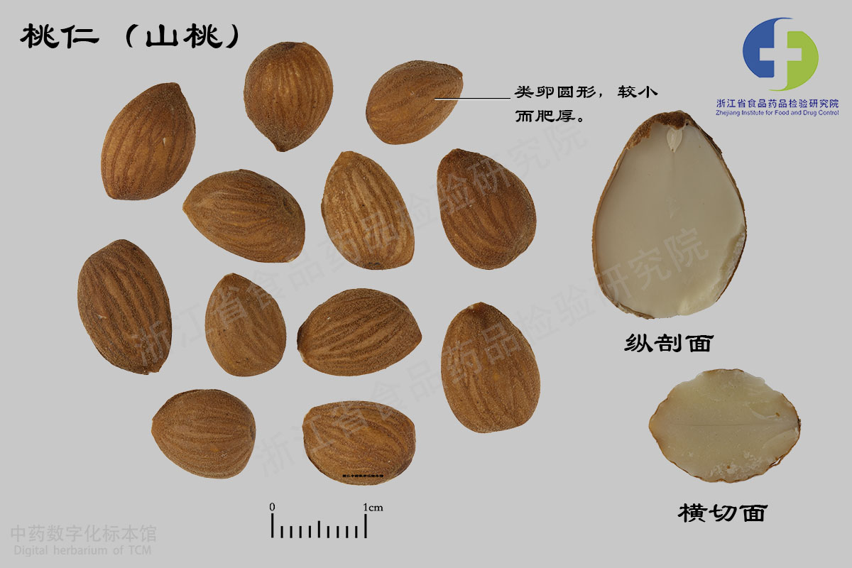 桃仁 桃仁（山桃） 资料图