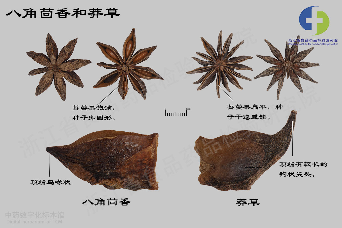 1713512316650069352.jpg 八角茴香 莽草 资料图
