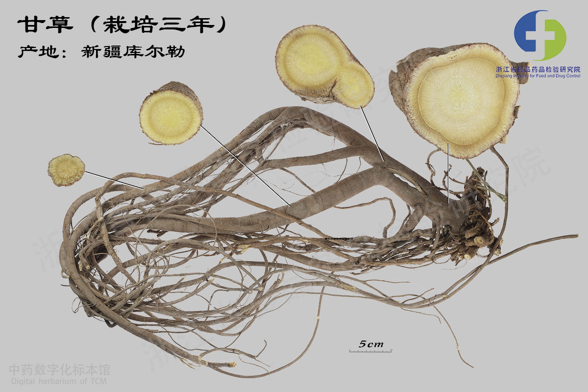 甘草 栽培品 资料图