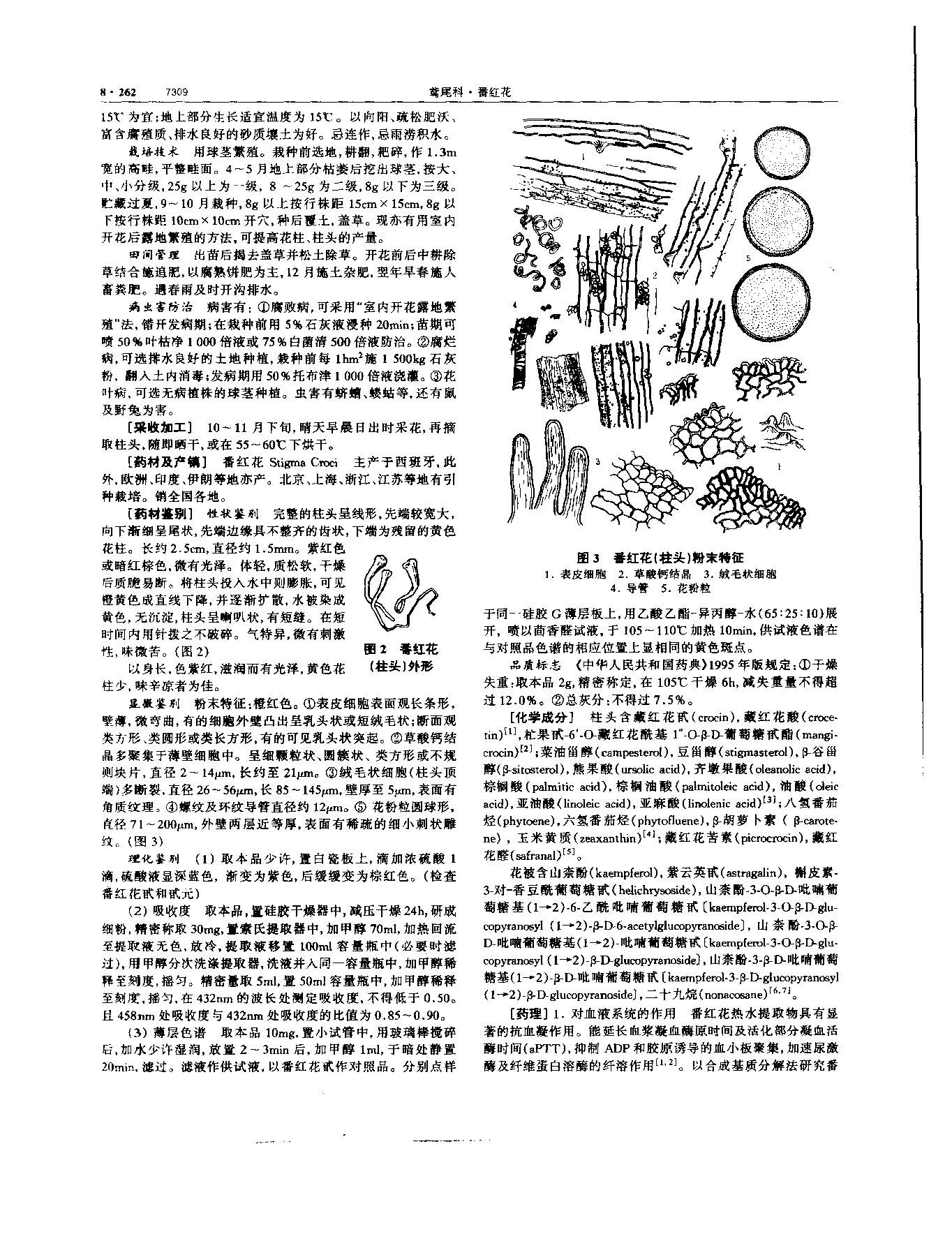 西红花 现代《中华本草》 资料图