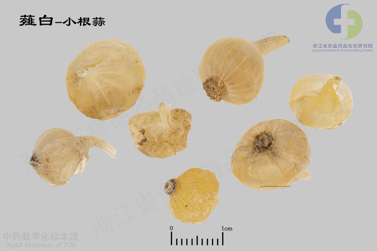 薤白 小根蒜 资料图