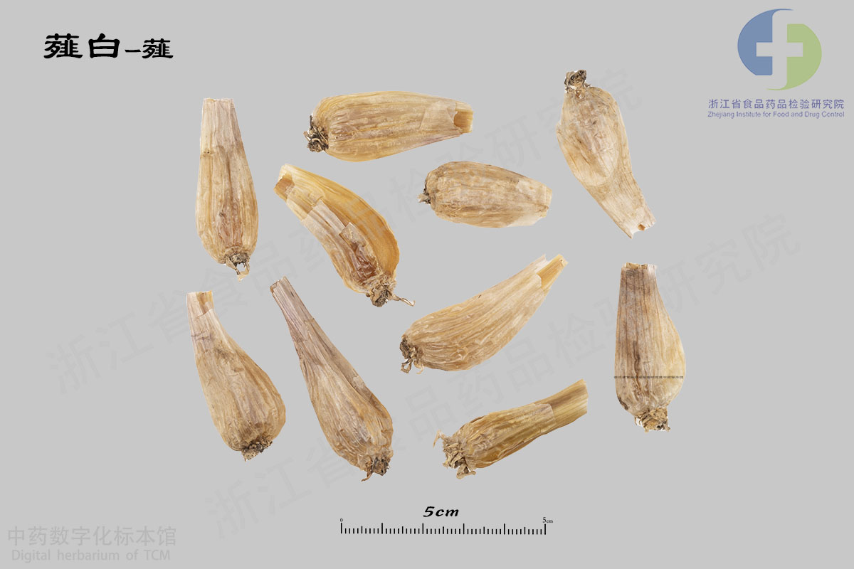 薤白 薤 资料图