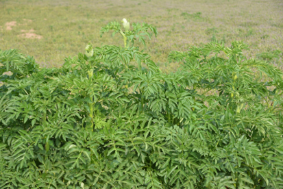 白芷 药材性状图鉴 资料图