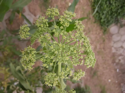 白芷 药材性状图鉴 资料图