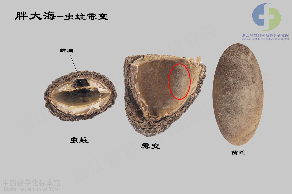 胖大海 虫蛀和霉变 资料图