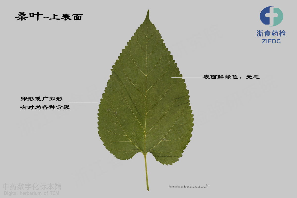 桑叶 药材 资料图