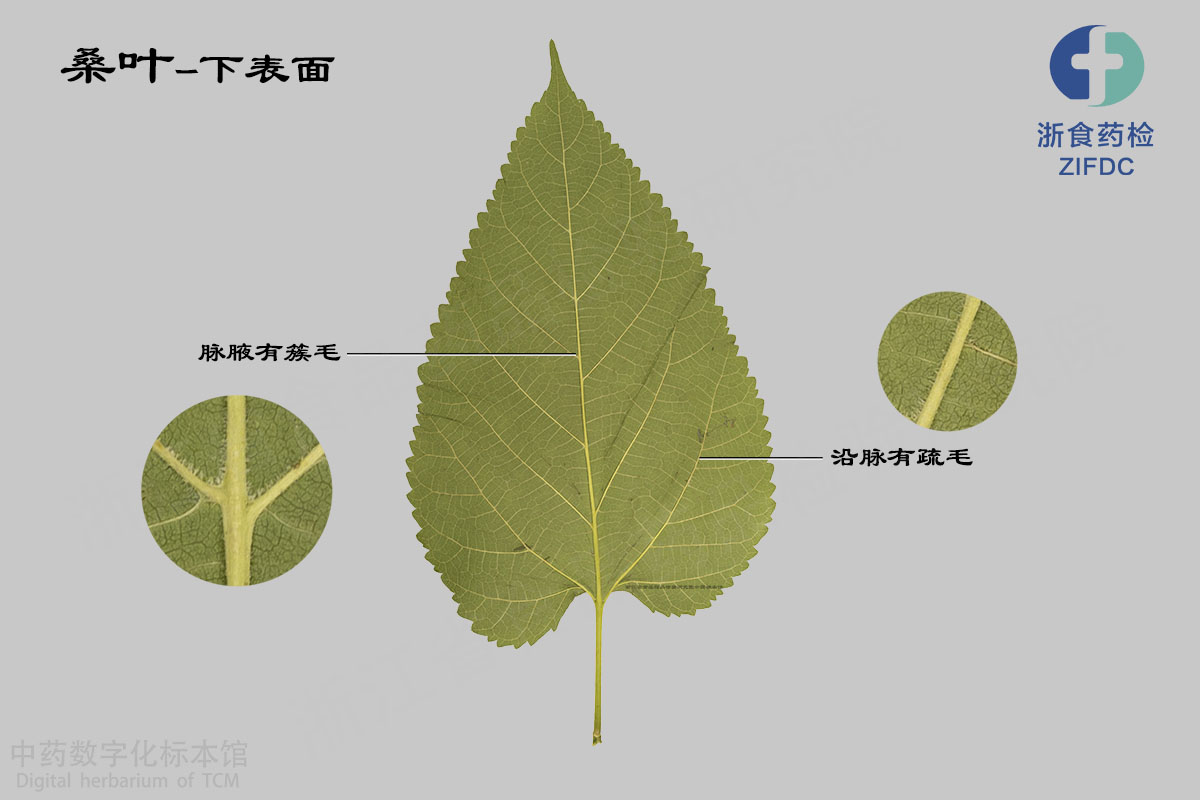 桑叶 药材 资料图
