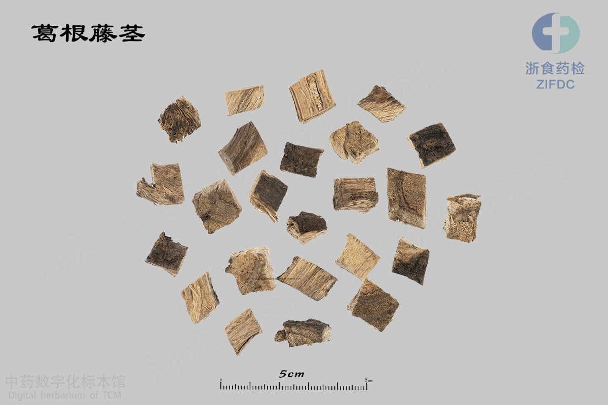 葛根 葛根藤茎 资料图