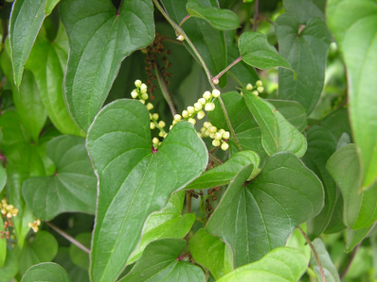 山药 药材性状图鉴 资料图