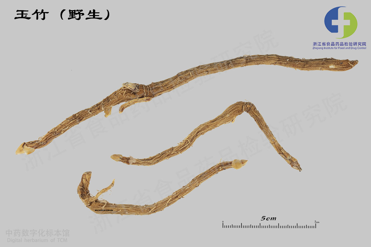 玉竹 野生 资料图