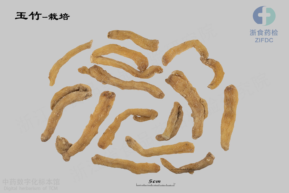玉竹 栽培 资料图
