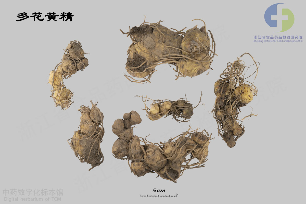 黄精 多花黄精 资料图
