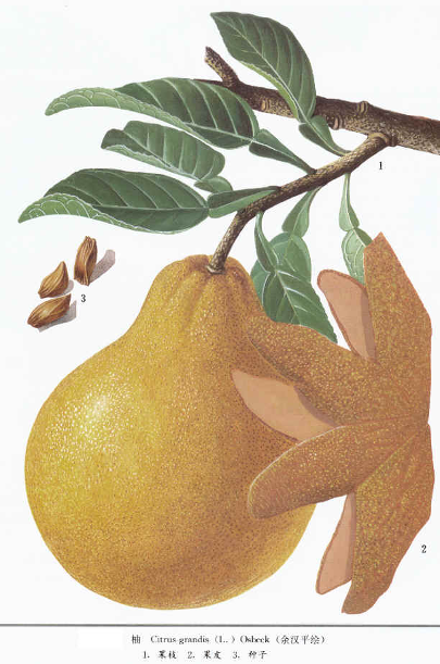 1734931295160061507.png 橘红 药材性状图鉴 资料图