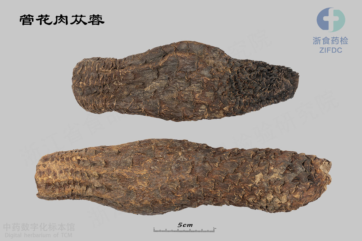 肉苁蓉 管花肉苁蓉 资料图