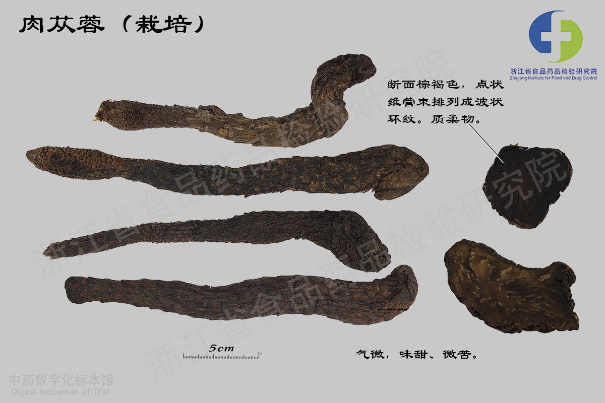 肉苁蓉 药材 资料图