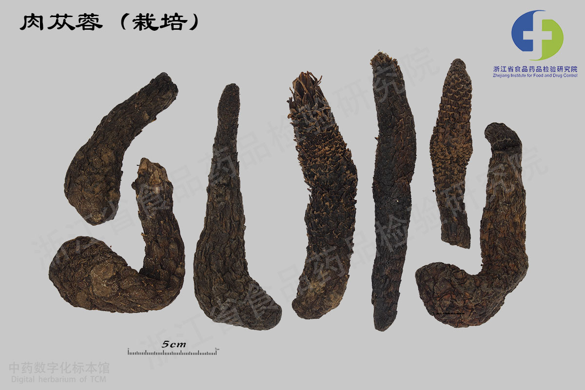 肉苁蓉 药材 资料图