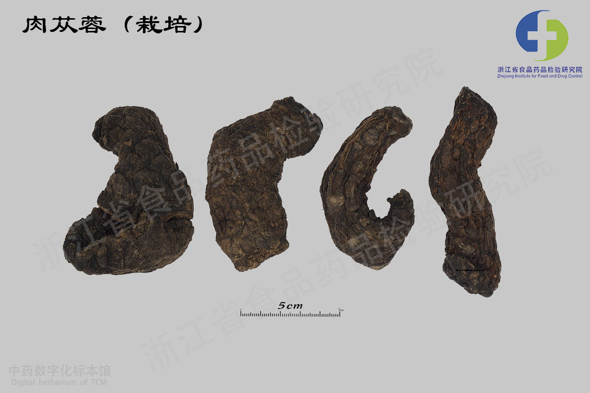 肉苁蓉 药材 资料图