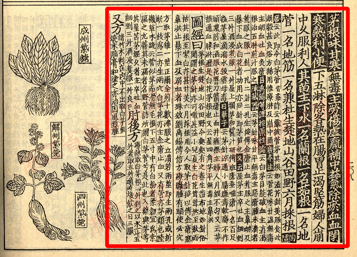 白茅根 宋 《证类本草》 资料图