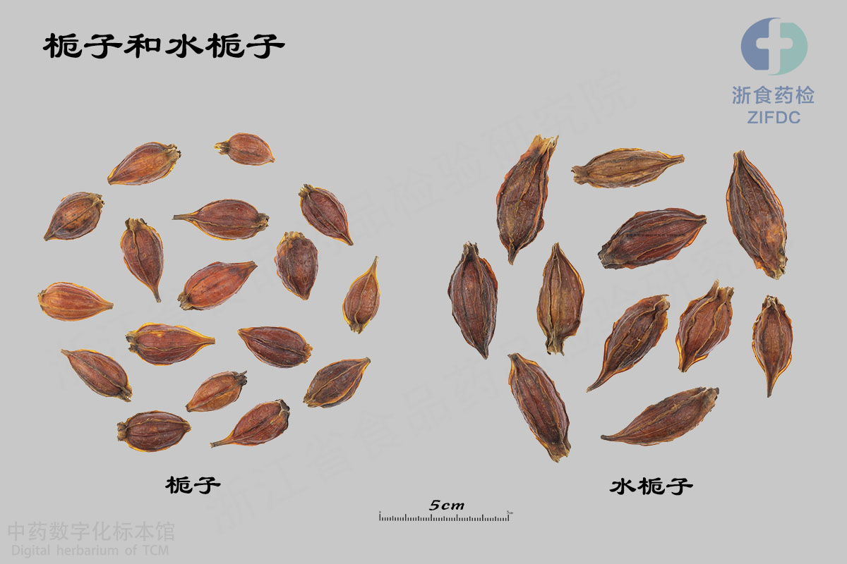 栀子 水栀子(大花栀子) 资料图