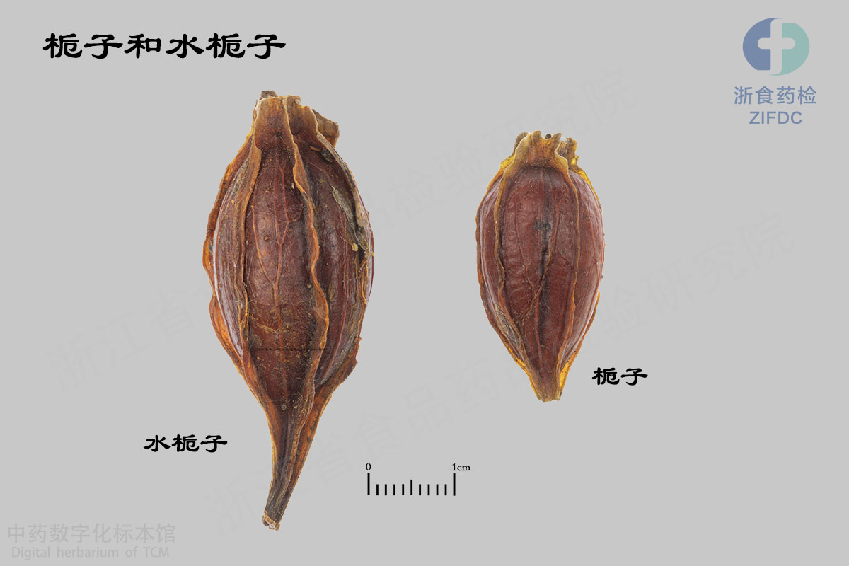 栀子 水栀子(大花栀子) 资料图