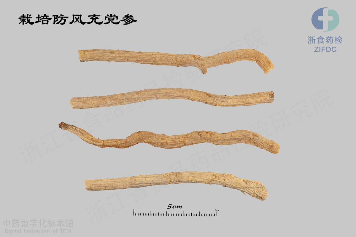 党参 栽培防风 资料图