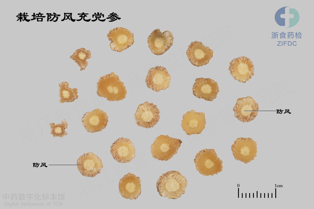 党参 栽培防风 资料图