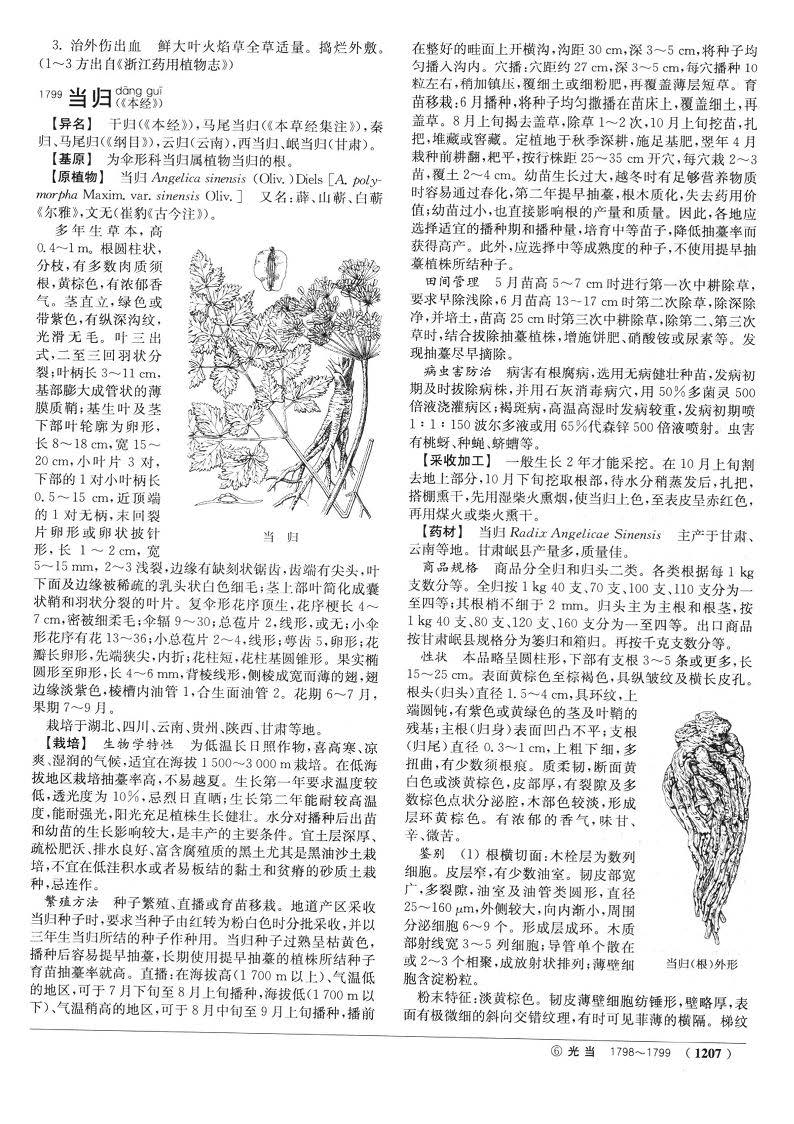 当归 现代《中药大辞典》 资料图