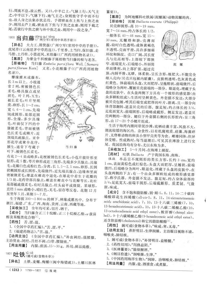 当归 现代《中药大辞典》 资料图