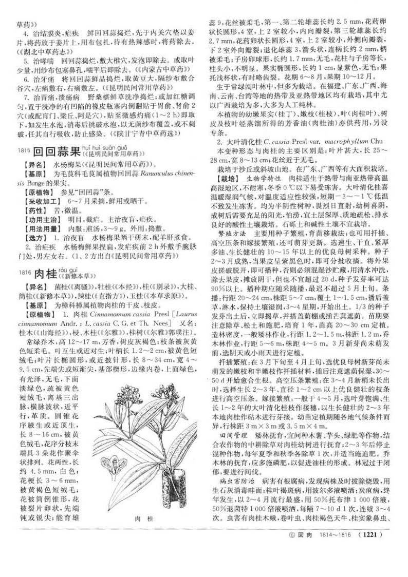 肉桂 现代《中药大辞典》 资料图